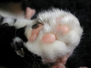 cat paws